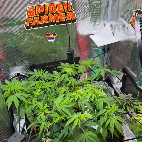 Lemon Mandarin  growlog timeline photo