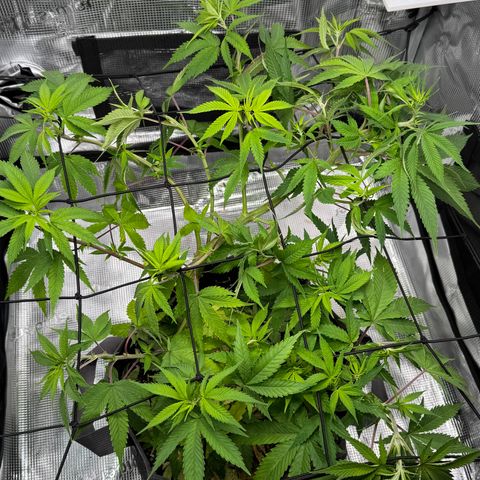 Lemon Mandarin  growlog timeline photo