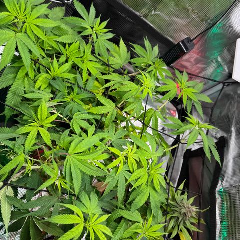 Lemon Mandarin  growlog timeline photo
