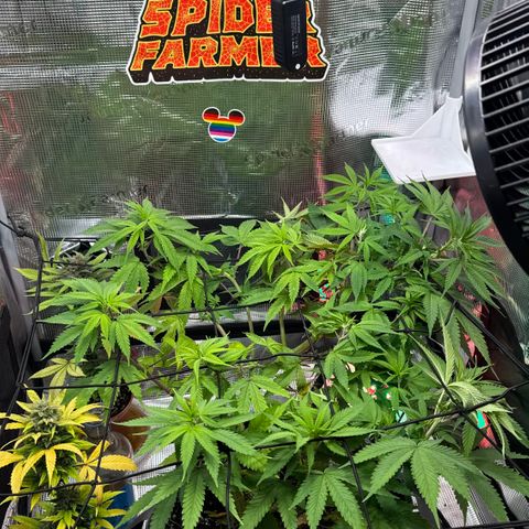 Lemon Mandarin  growlog timeline photo