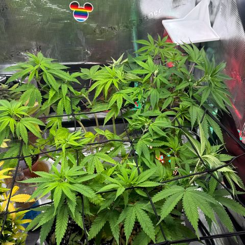 Lemon Mandarin  growlog timeline photo