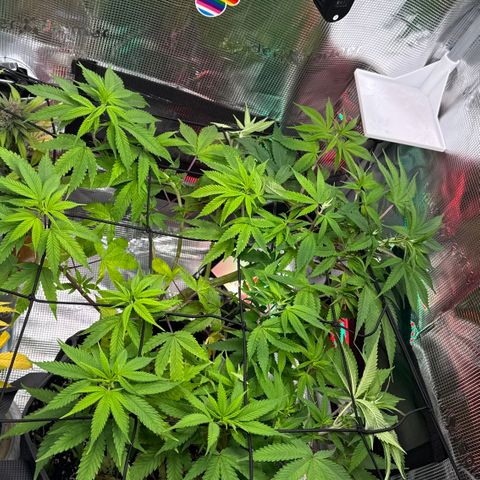 Lemon Mandarin  growlog timeline photo