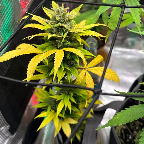 Skunk auto growlog timeline photo