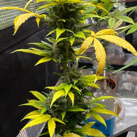 Skunk auto growlog timeline photo