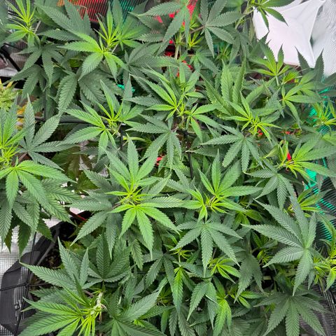 Lemon Mandarin  growlog timeline photo