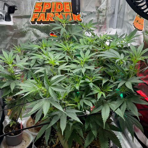 Lemon Mandarin  growlog timeline photo