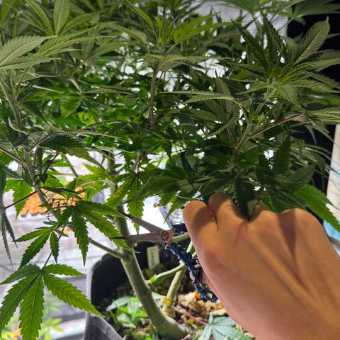 Lemon Mandarin  growlog timeline photo