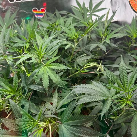 Lemon Mandarin  growlog timeline photo