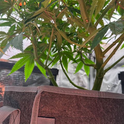 Lemon Mandarin  growlog timeline photo