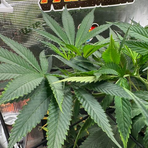 Lemon Mandarin  growlog timeline photo
