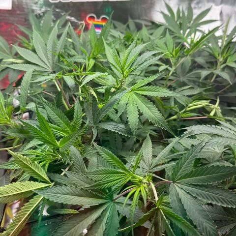 Lemon Mandarin  growlog timeline photo