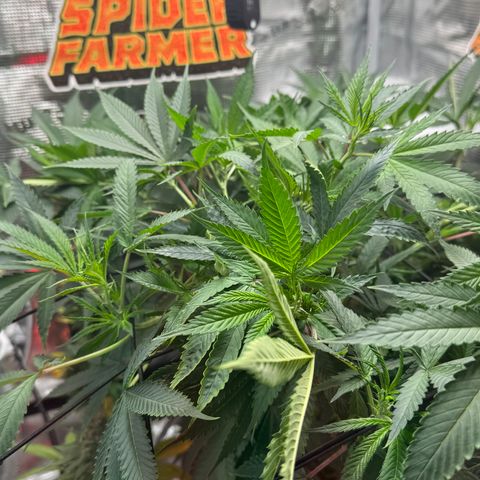 Lemon Mandarin  growlog timeline photo