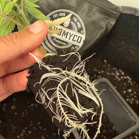 Lemon Mandarin  growlog timeline photo