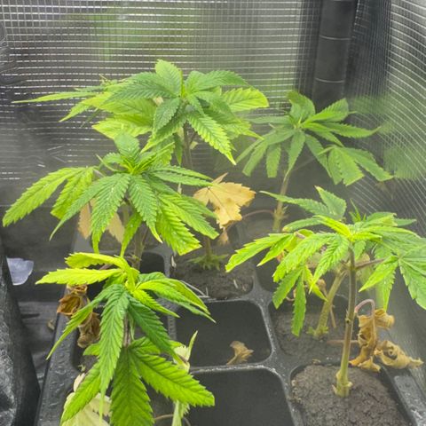 Lemon Mandarin  growlog timeline photo