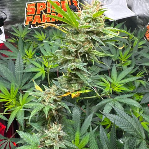 Skunk auto growlog timeline photo