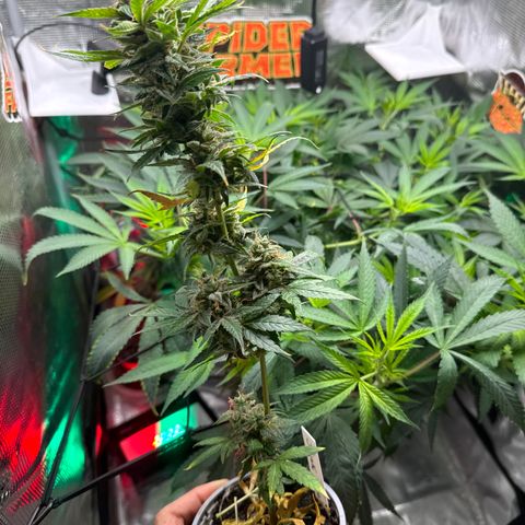 Skunk auto growlog timeline photo