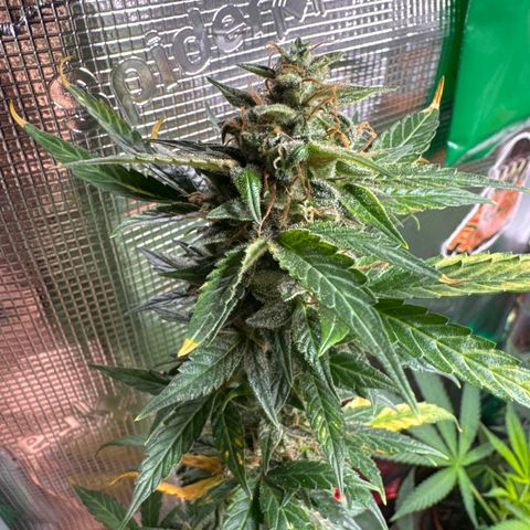 Skunk auto growlog timeline photo