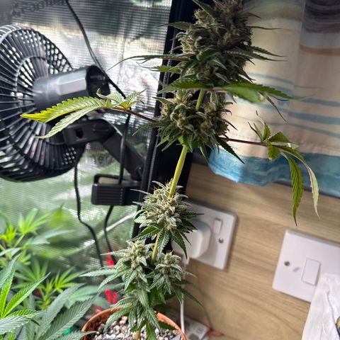 Strawberry gorilla auto #1 growlog timeline photo