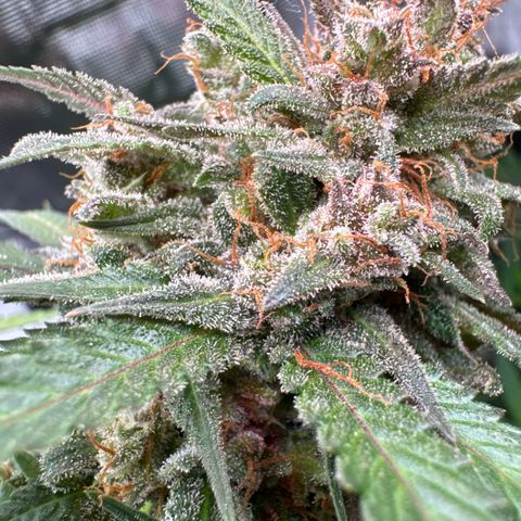 Strawberry gorilla auto #1 growlog timeline photo
