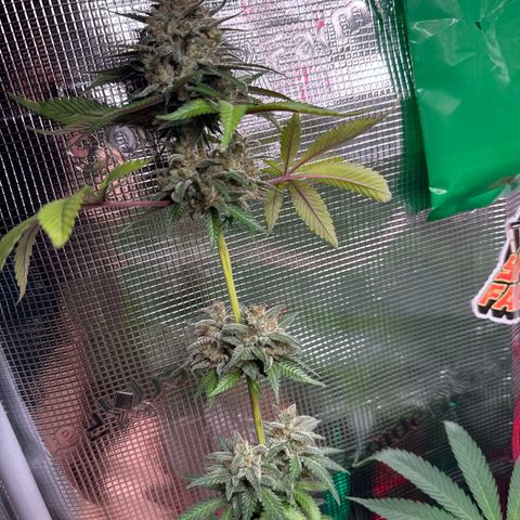 Strawberry gorilla auto #1 growlog timeline photo