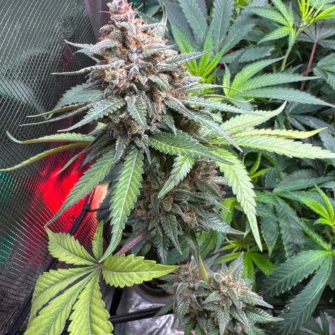 Strawberry gorilla auto #1 growlog timeline photo