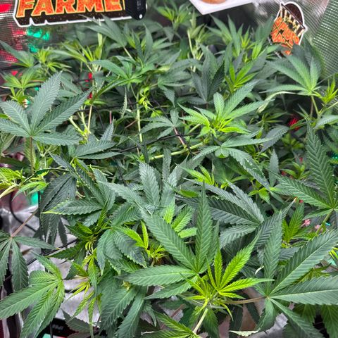 Lemon Mandarin  growlog photo: loose one top head 