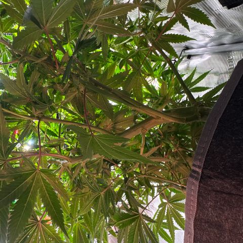 Lemon Mandarin  growlog photo: loose one top head 