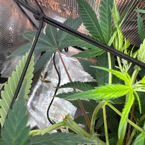 Lemon Mandarin  growlog photo: loose one top head 