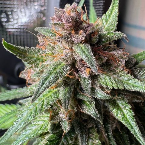 Strawberry gorilla auto #1 growlog timeline photo