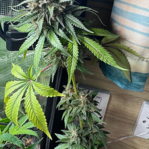 Strawberry gorilla auto #1 growlog timeline photo