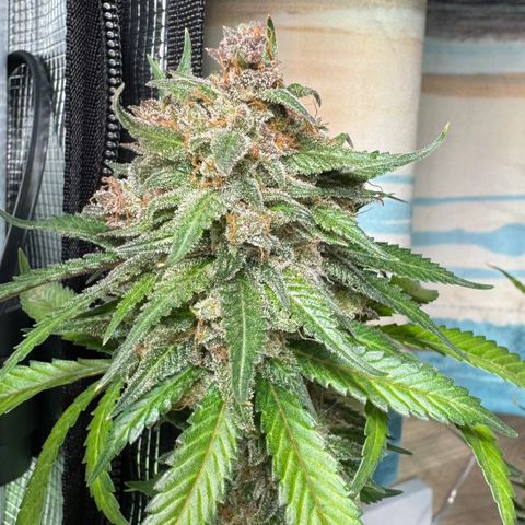 Strawberry gorilla auto #1 growlog timeline photo