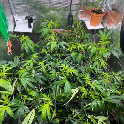 Lemon Mandarin  growlog photo: after shower 