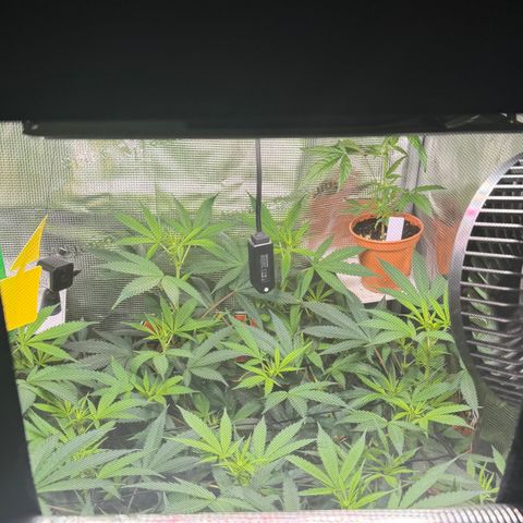 Lemon Mandarin  growlog photo: Looks like they loved the shower 