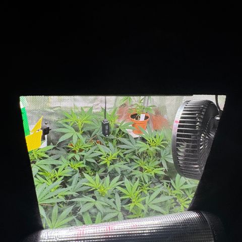 Lemon Mandarin  growlog photo: Looks like they loved the shower 