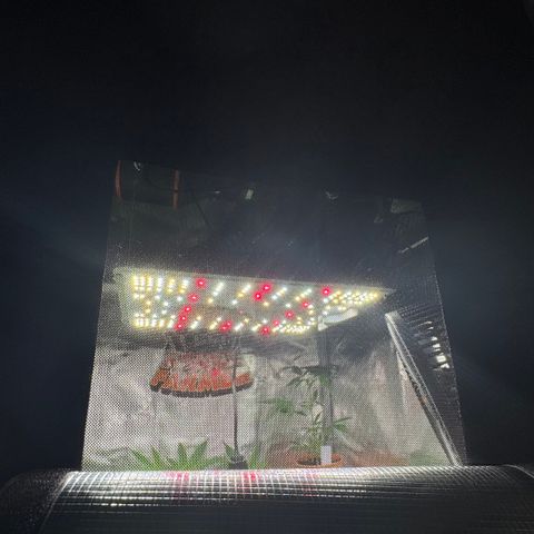 Lemon Mandarin  growlog photo: Looks like they loved the shower 