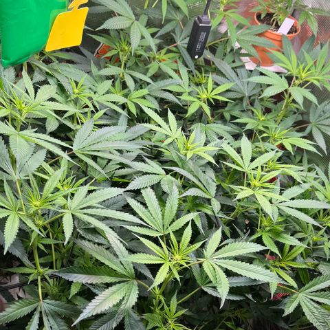 Lemon Mandarin  growlog timeline photo