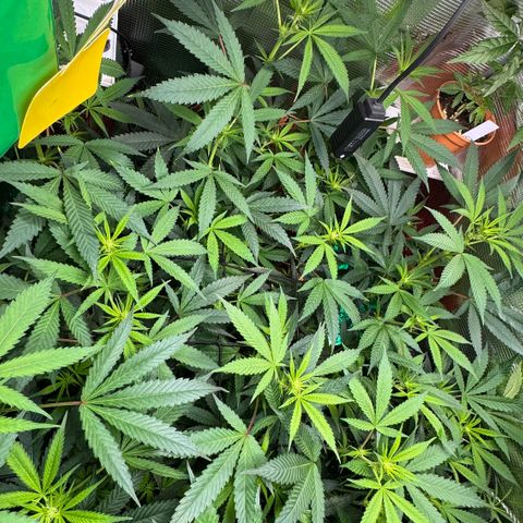 Lemon Mandarin  growlog timeline photo