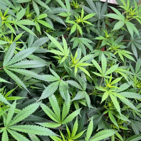 Lemon Mandarin  growlog timeline photo