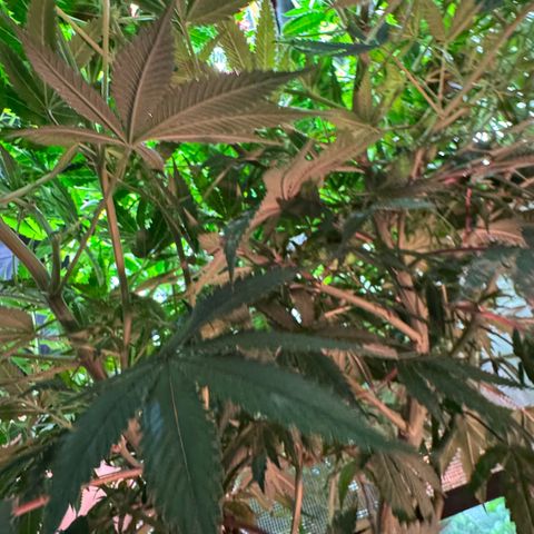 Lemon Mandarin  growlog timeline photo