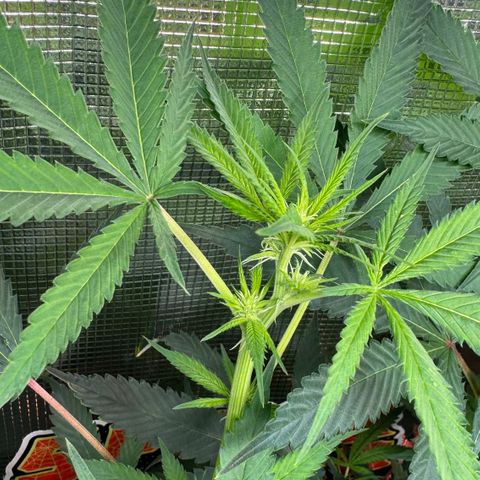 Lemon Mandarin  growlog timeline photo