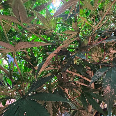 Lemon Mandarin  growlog timeline photo