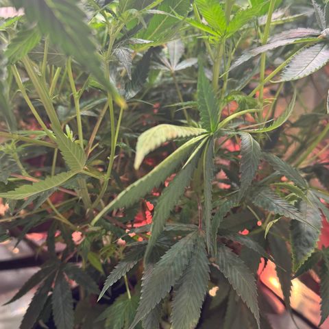 Lemon Mandarin  growlog timeline photo