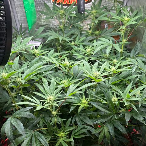 Lemon Mandarin  growlog timeline photo