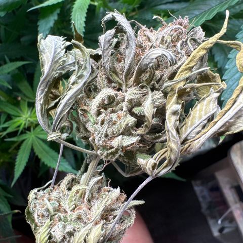 Strawberry gorilla auto #1 growlog timeline photo