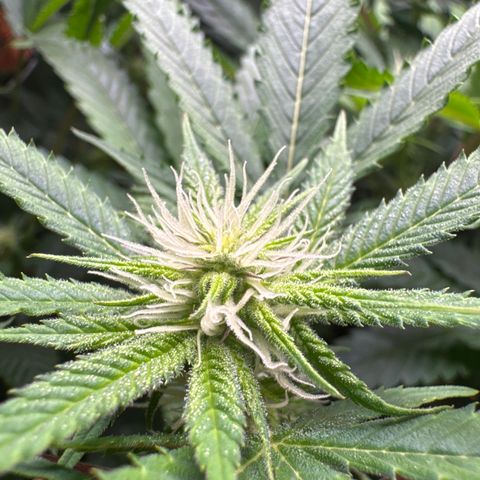 Lemon Mandarin  growlog timeline photo