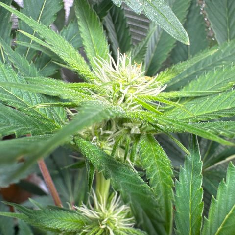 Lemon Mandarin  growlog timeline photo