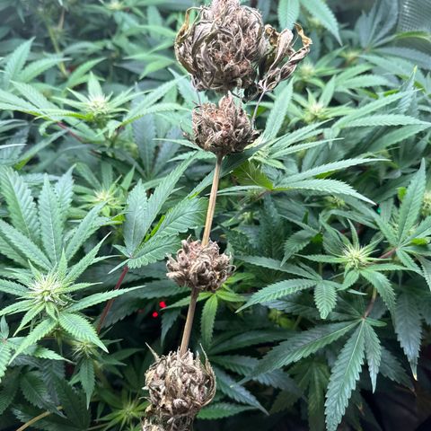 Strawberry gorilla auto #1 growlog timeline photo