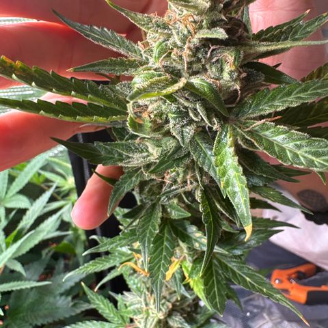 Skunk auto growlog timeline photo