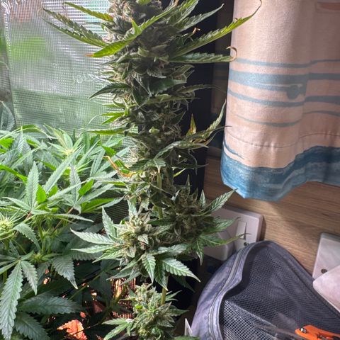 Skunk auto growlog timeline photo