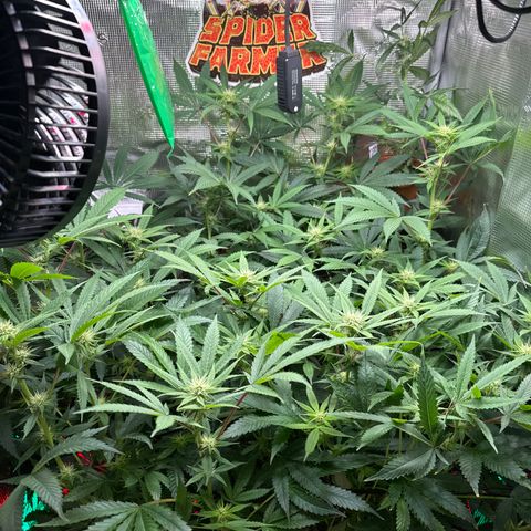 Lemon Mandarin  growlog timeline photo